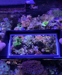 ReefMaker Reef View
